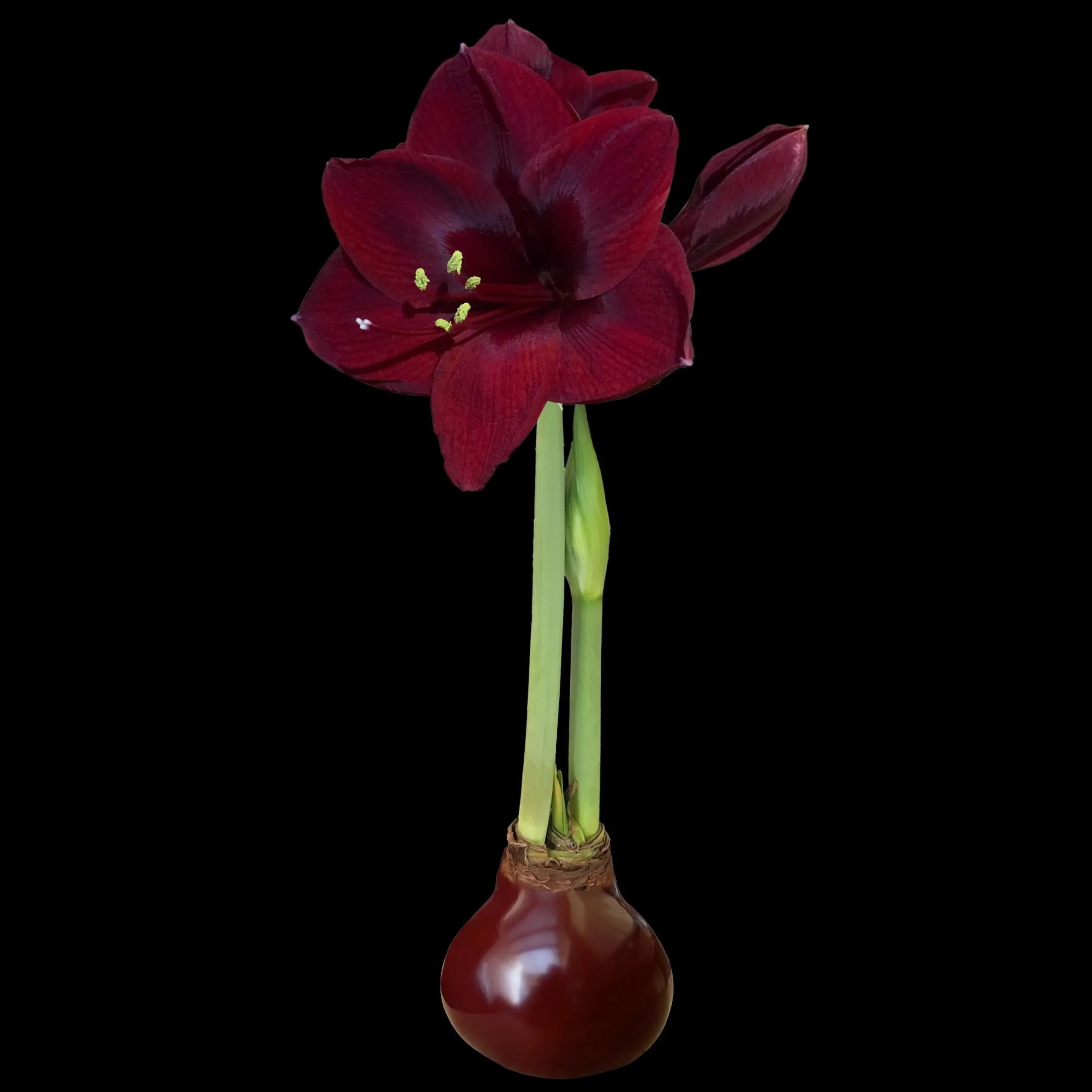 Garden|Composters|Outdoor Blinds & Shades-Enjoy Free Delivery Plus Savings 10 1 Burgundy Waxed Black Pearl Amaryllis Bulb Size 28 32 a0a561b2 876d 49a4 bf1f 4a3c1a2ba5af.64cec204077b9c24095da830f7435436 - leafgardenservices.co.uk