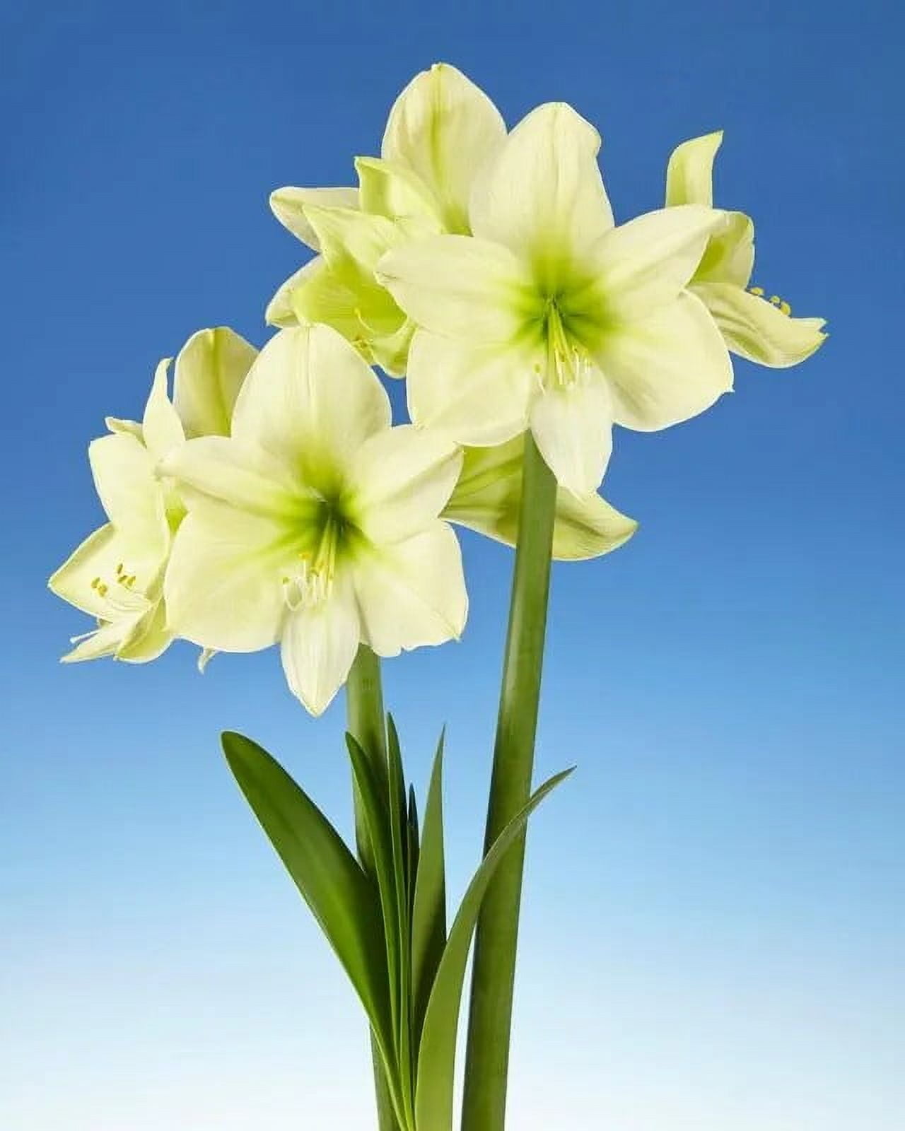Garden|Composters|Outdoor Blinds & Shades-Enjoy Free Delivery Plus Savings 12 1 Lemon Star Amaryllis Bulb great for forcing d56bc3f8 aa84 4955 b87e 9770de3262f7.e61f6562681e541bf649ea0c5b25d756 - leafgardenservices.co.uk