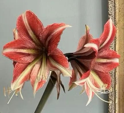 Garden|Composters|Outdoor Blinds & Shades-Enjoy Free Delivery Plus Savings 14 1 Ruby Star Amaryllis Bulb 38mm Plus Great for Forcing Wonderful and unique gift 3f030baf 4d72 487f ad0a bba9a5e2dbff.31b85af843623d3ea392404275d8a64a - leafgardenservices.co.uk