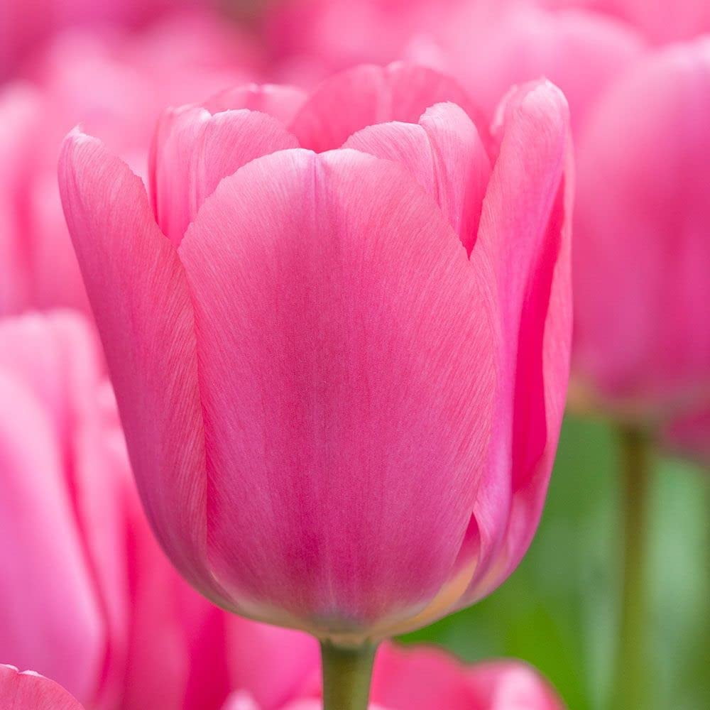 Garden|Composters|Outdoor Blinds & Shades-Enjoy Free Delivery Plus Savings 6 Big Love Pink Tulip Bulbs for Planting Easy to Grow Made in USA Ships from Iowa 10 Bulbs 07f0960d 3dd1 40c8 b805 5fe670ced7c3.c4494b909bb26b25671293837bc3af00 - leafgardenservices.co.uk